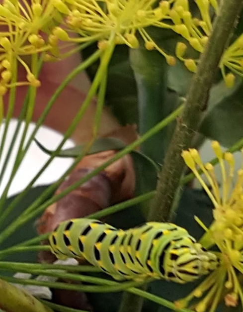 A caterpillar climbs through a student’s flower arrangement in a vase on a desk in the horticulture class room. September 15, 2017, The department discovered this bug when they were combing the gardens for wildlife. San Francisco, (AP Photo/ Barbara Muniz) 