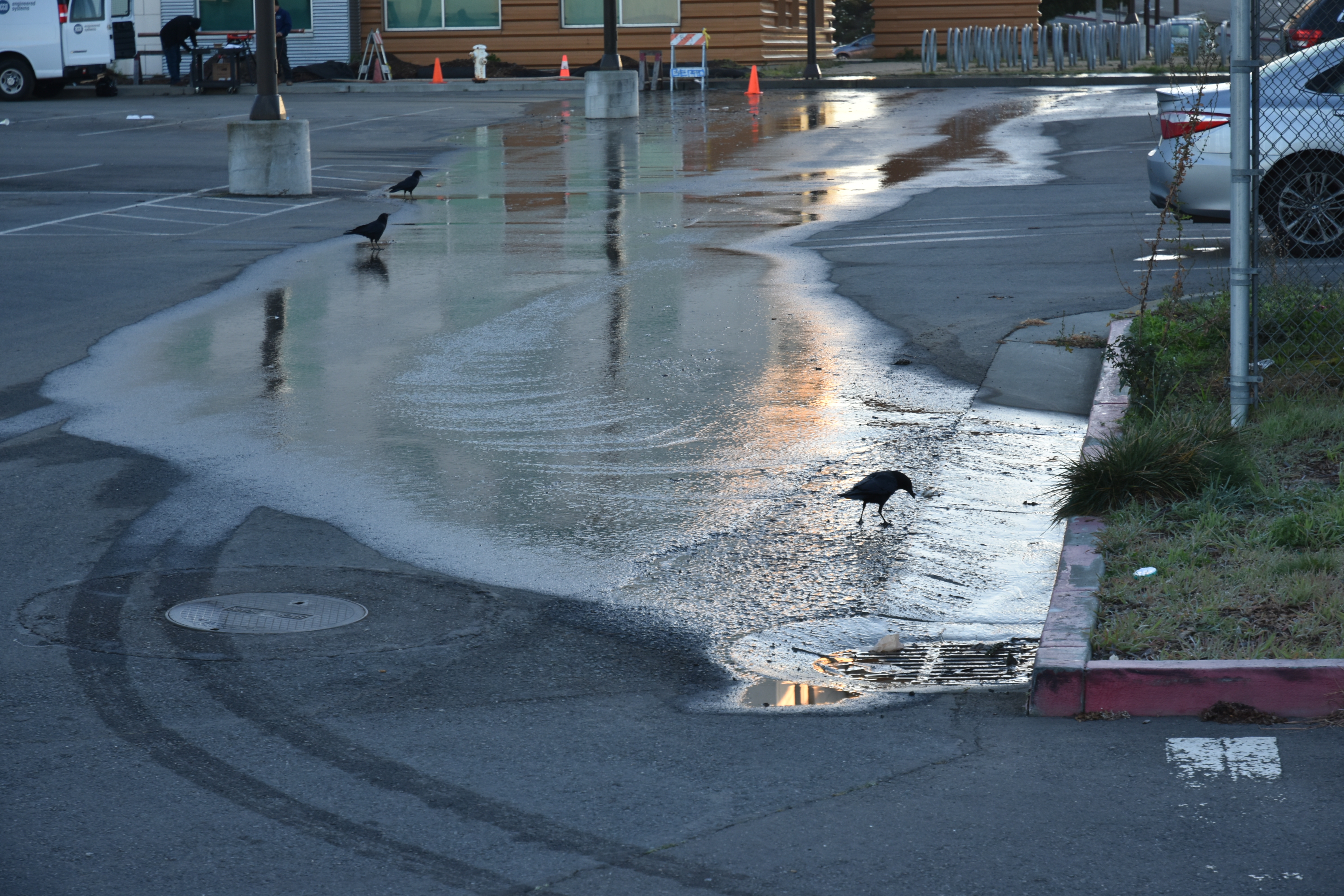 Ravens in the Ocean Campus Multi-Use Building (MUB) parking lot drinking water from a leak outside of the MUB on Feb. 16, 2018. Photo by Michael Menaster/The Guardsman. 