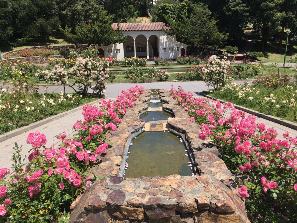 8 Rose Gardens to Visit in the Bay Area - The Guardsman