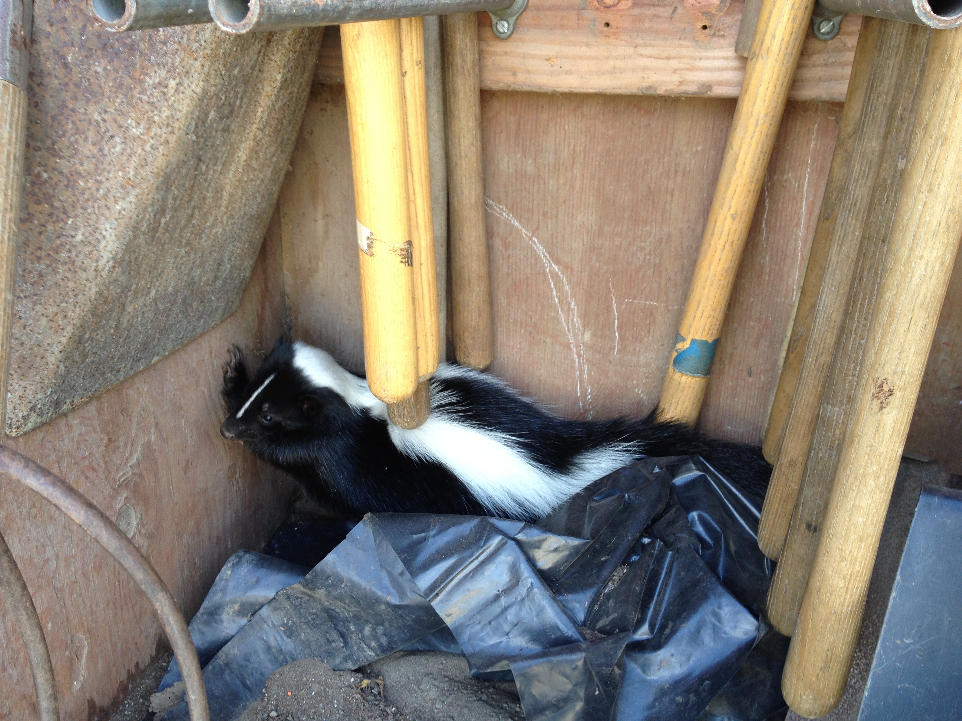 A skunk found at the Horticulture Department area at City College of San Francisco, Ocean Campus. Often hiding during bright daylight, they shoot a sulfur smell spray as a self-defense. Skunks may carry rabies and only spray each other during mating season.   Courtesy: Environmental & Horticulture/Floristry Department Instructor Thomas Wang