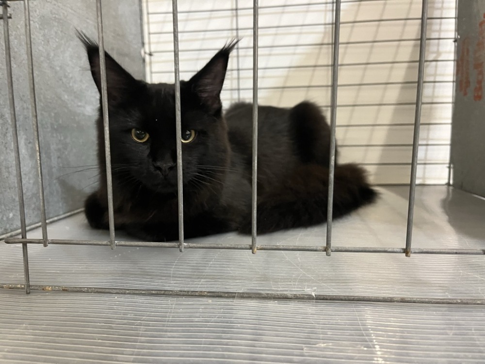 Cat Extravaganza Comes to the Cow Palace The Guardsman